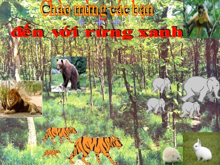 Bài giảng Mầm non Lớp Chồi - Kể chuyện: Con vật sống trong rừng